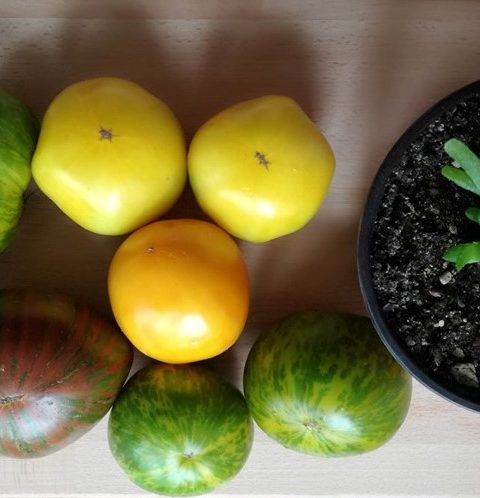 Organski paradajz u različitim bojama