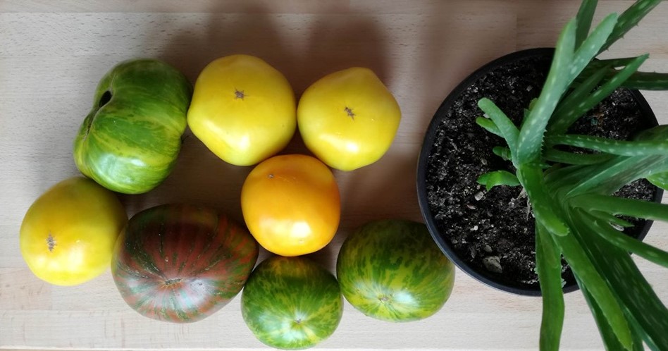 Organski paradajz u različitim bojama